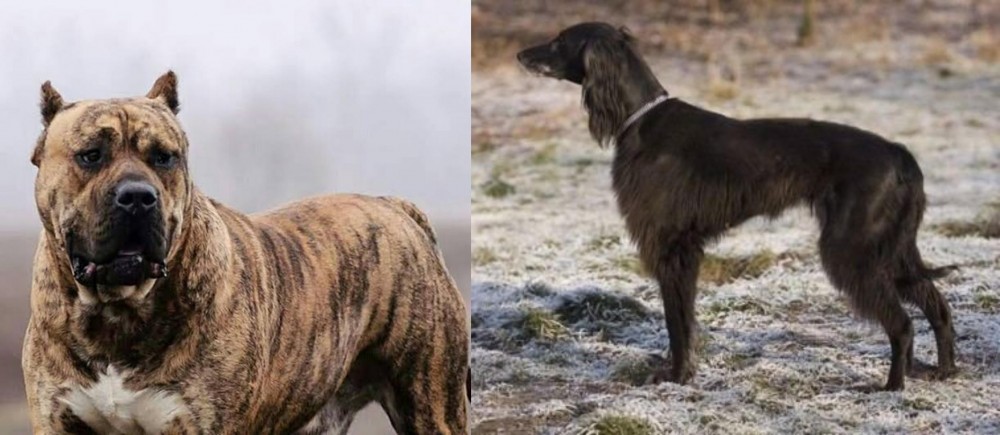 Taigan vs Perro de Presa Canario - Breed Comparison