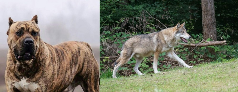 Tamaskan vs Perro de Presa Canario - Breed Comparison