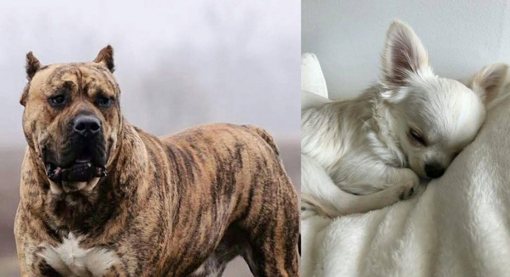 Tea Cup Chihuahua vs Perro de Presa Canario - Breed Comparison