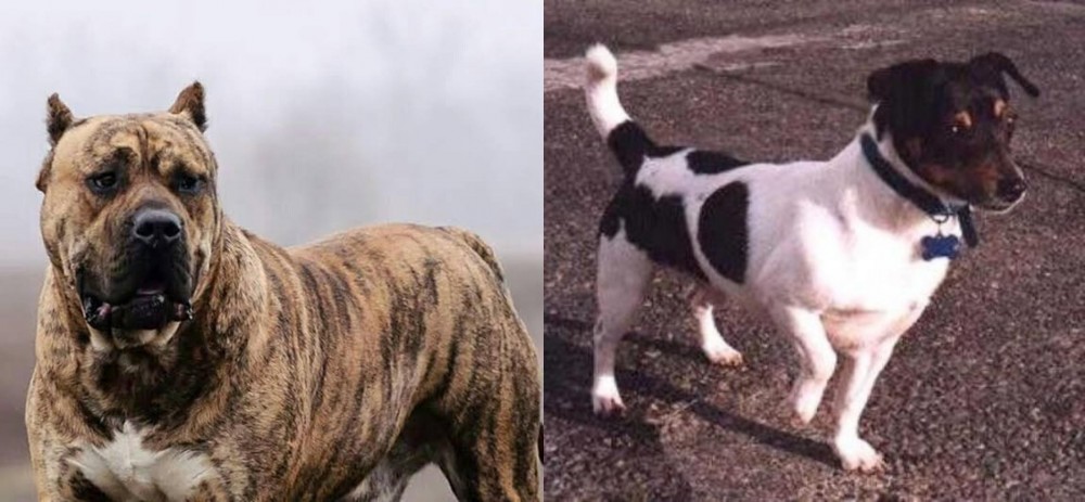 Teddy Roosevelt Terrier vs Perro de Presa Canario - Breed Comparison