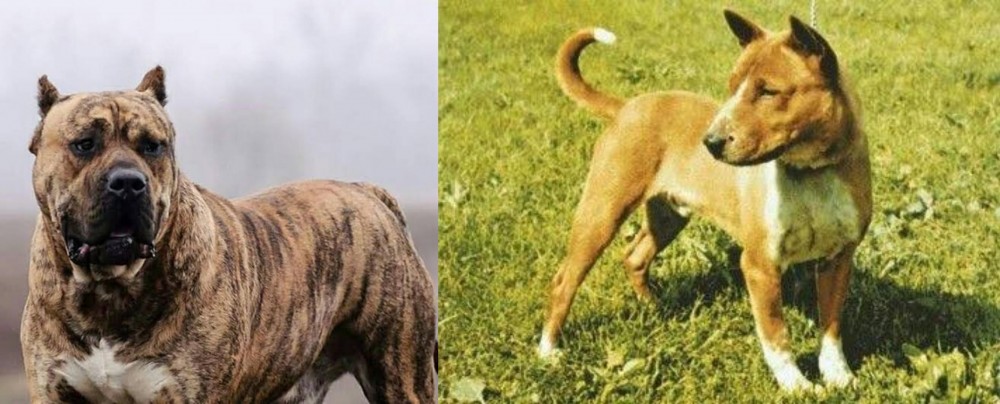 Telomian vs Perro de Presa Canario - Breed Comparison