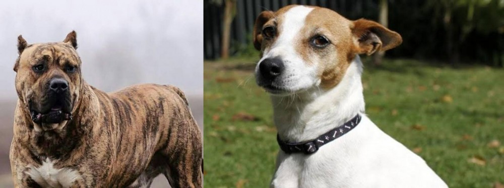 Tenterfield Terrier vs Perro de Presa Canario - Breed Comparison