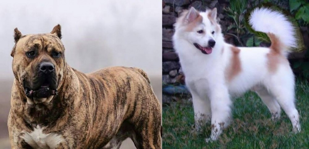 Thai Bangkaew vs Perro de Presa Canario - Breed Comparison