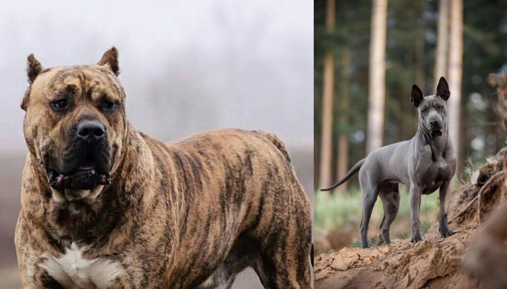 Thai Ridgeback vs Perro de Presa Canario - Breed Comparison