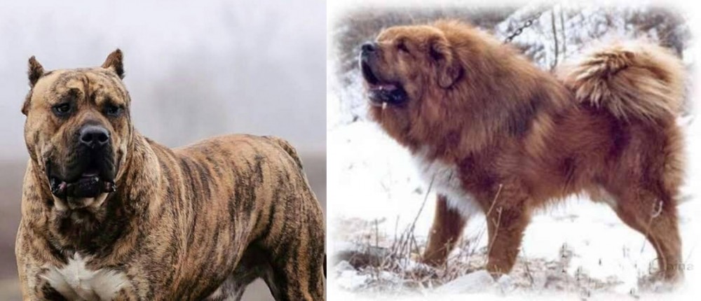 Tibetan Kyi Apso vs Perro de Presa Canario - Breed Comparison