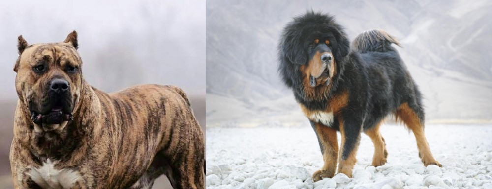 Tibetan Mastiff vs Perro de Presa Canario - Breed Comparison