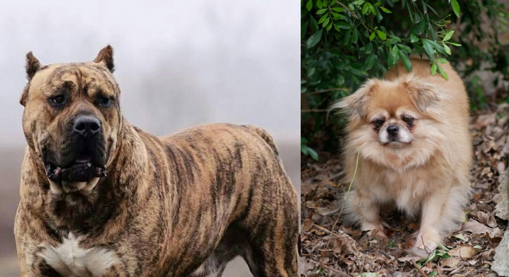 Tibetan Spaniel vs Perro de Presa Canario - Breed Comparison
