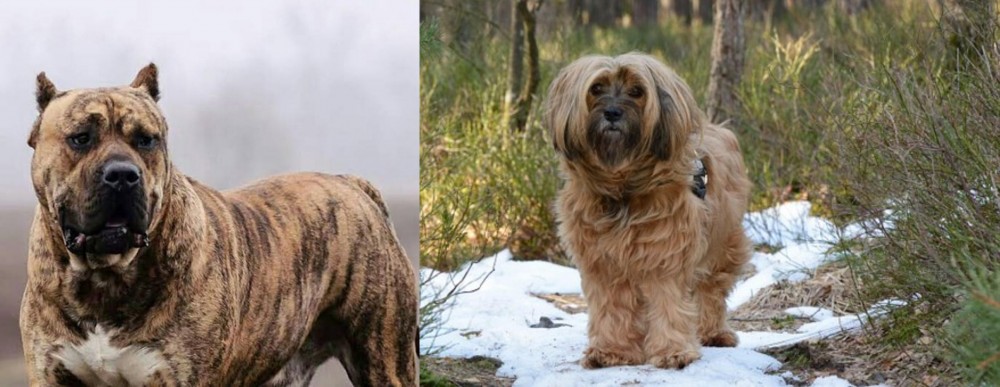 Tibetan Terrier vs Perro de Presa Canario - Breed Comparison