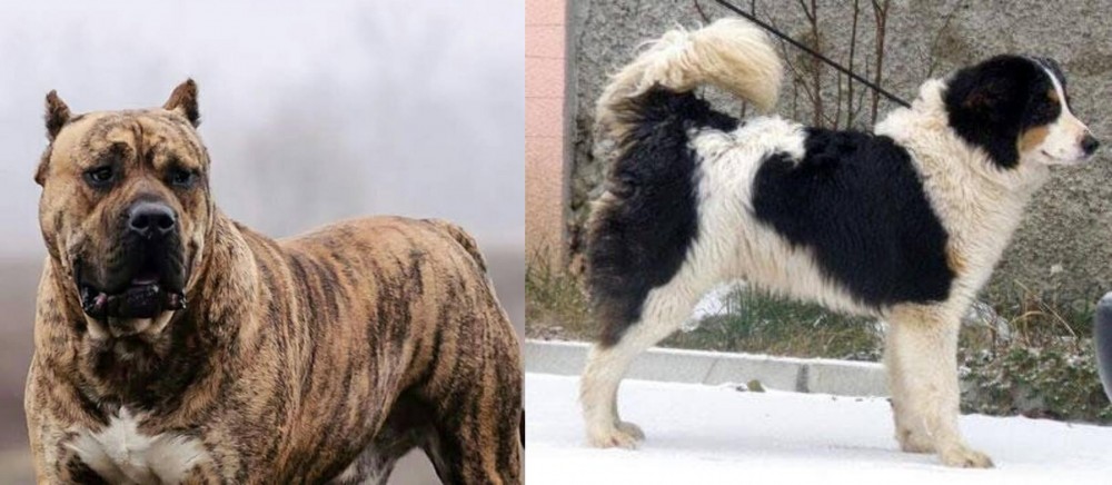 Tornjak vs Perro de Presa Canario - Breed Comparison