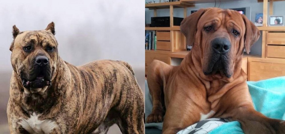 Tosa vs Perro de Presa Canario - Breed Comparison