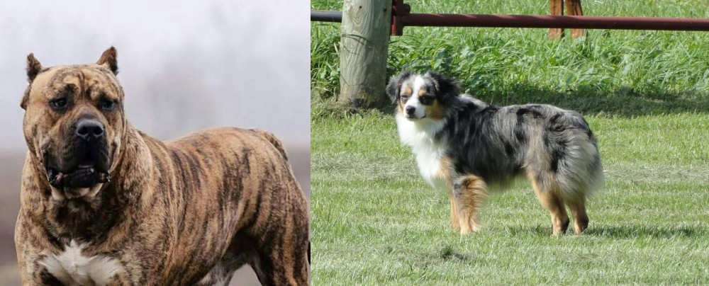 Toy Australian Shepherd vs Perro de Presa Canario - Breed Comparison