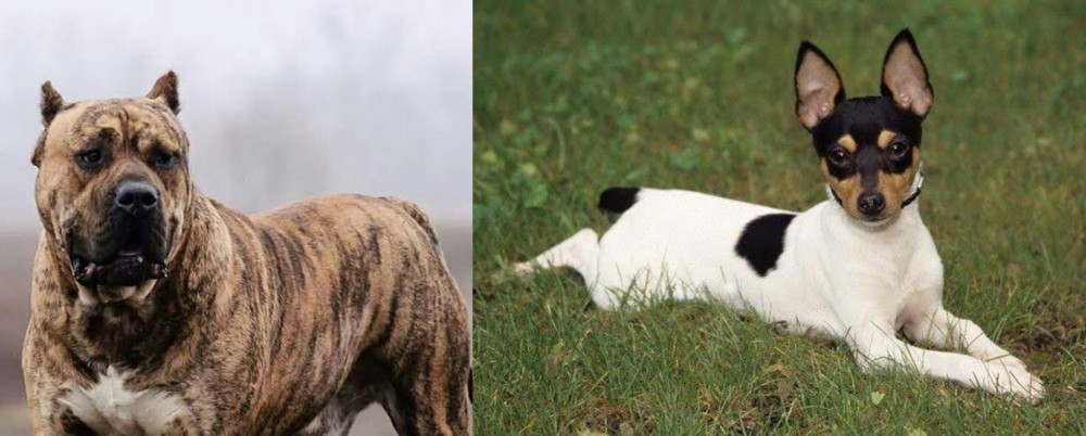 Toy Fox Terrier vs Perro de Presa Canario - Breed Comparison