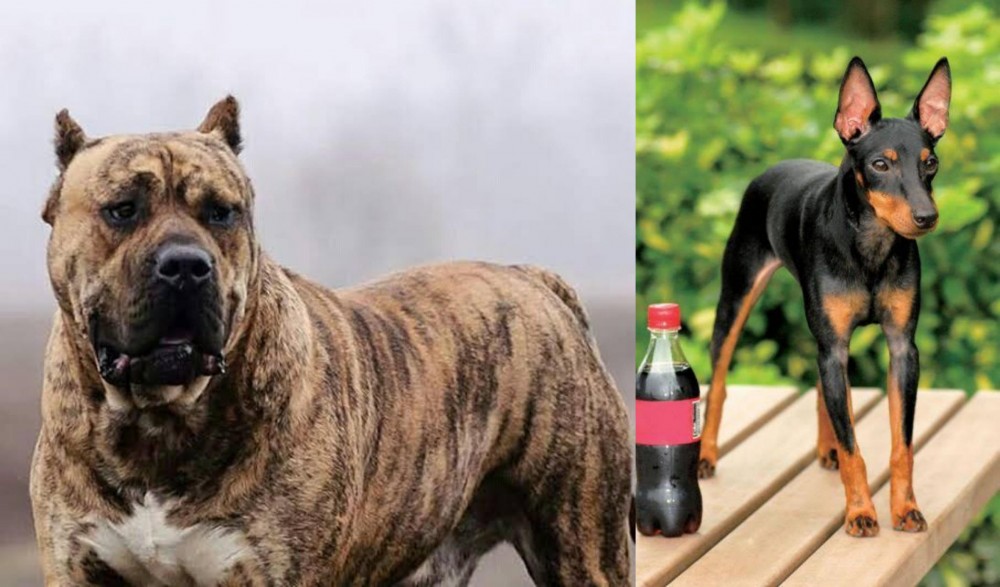 Toy Manchester Terrier vs Perro de Presa Canario - Breed Comparison