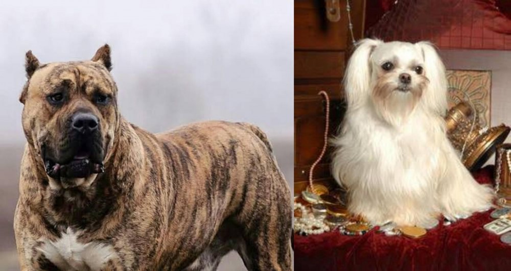 Toy Mi-Ki vs Perro de Presa Canario - Breed Comparison