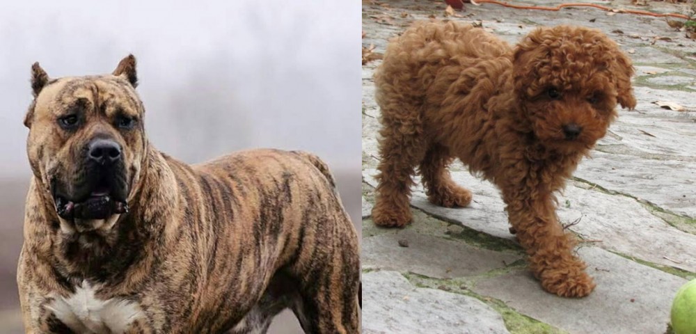 Toy Poodle vs Perro de Presa Canario - Breed Comparison