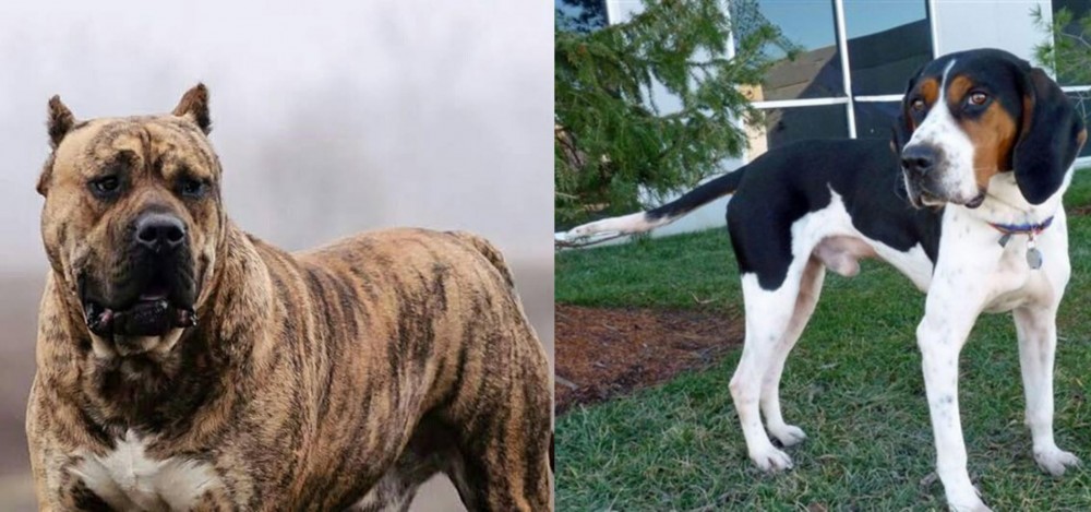 Treeing Walker Coonhound vs Perro de Presa Canario - Breed Comparison