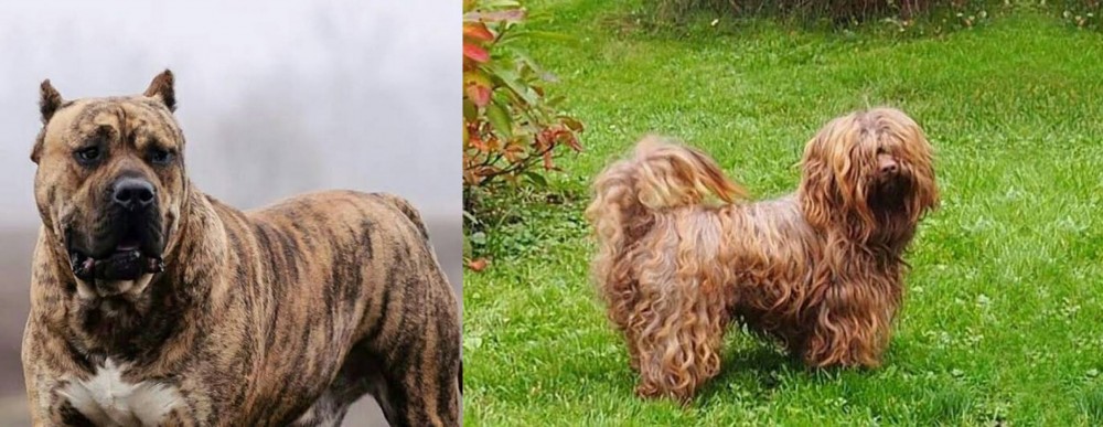 Tsvetnaya Bolonka vs Perro de Presa Canario - Breed Comparison