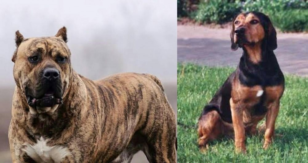 Tyrolean Hound vs Perro de Presa Canario - Breed Comparison