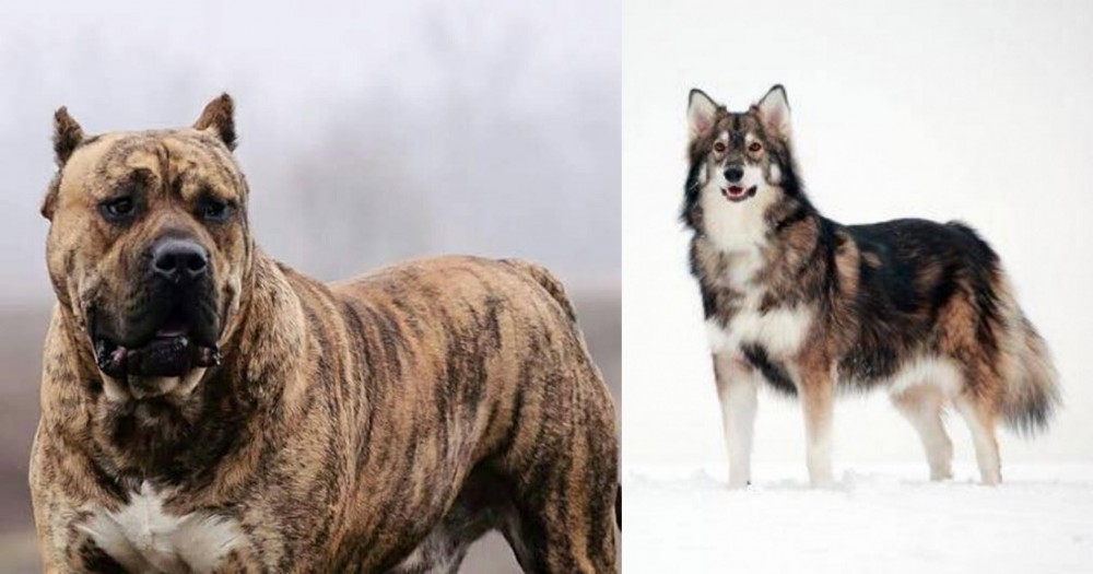 Utonagan vs Perro de Presa Canario - Breed Comparison