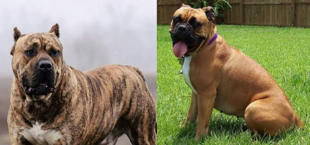Valley Bulldog vs Perro de Presa Canario - Breed Comparison