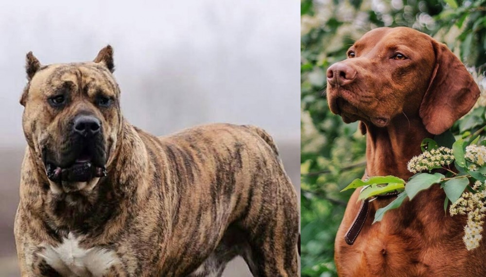 Vizsla vs Perro de Presa Canario - Breed Comparison