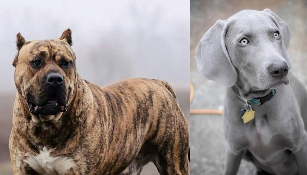 Weimaraner vs Perro de Presa Canario - Breed Comparison