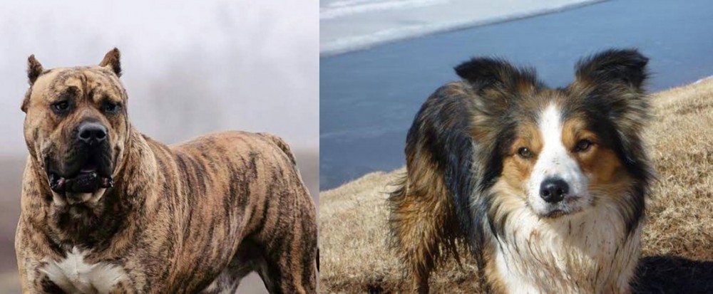 Welsh Sheepdog vs Perro de Presa Canario - Breed Comparison