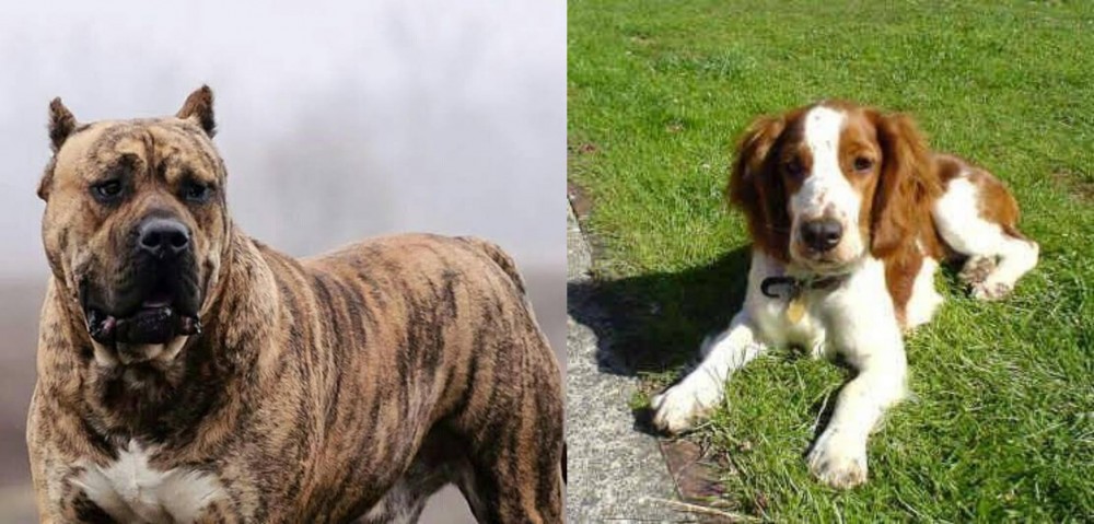 Welsh Springer Spaniel vs Perro de Presa Canario - Breed Comparison