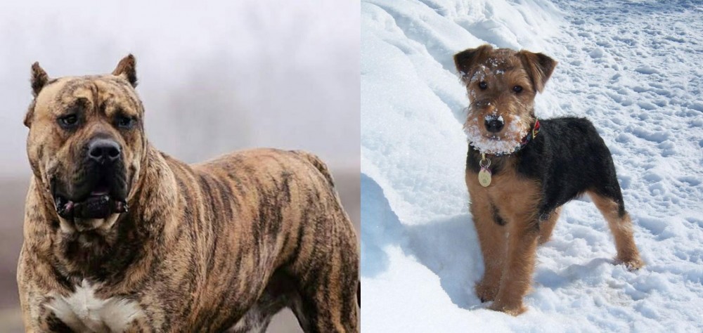 Welsh Terrier vs Perro de Presa Canario - Breed Comparison