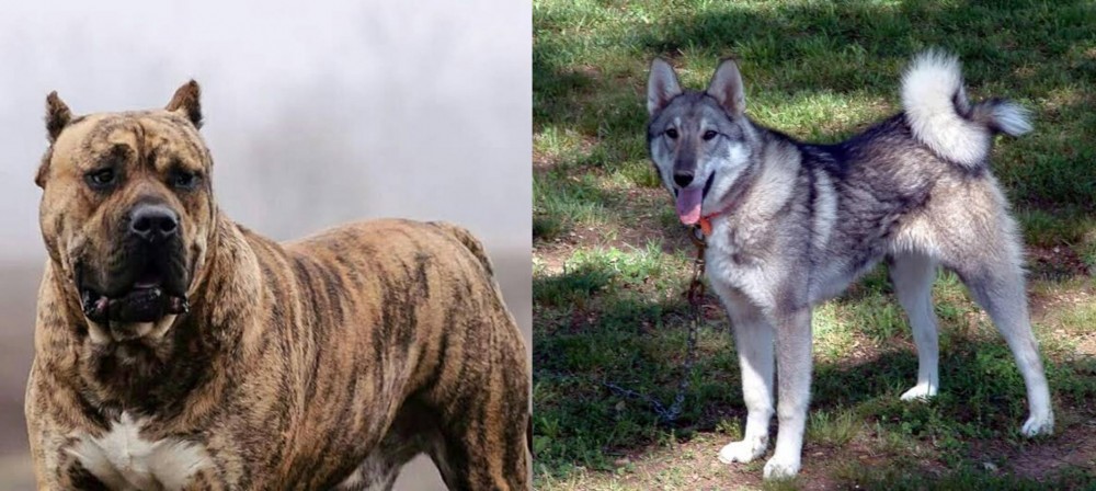 West Siberian Laika vs Perro de Presa Canario - Breed Comparison