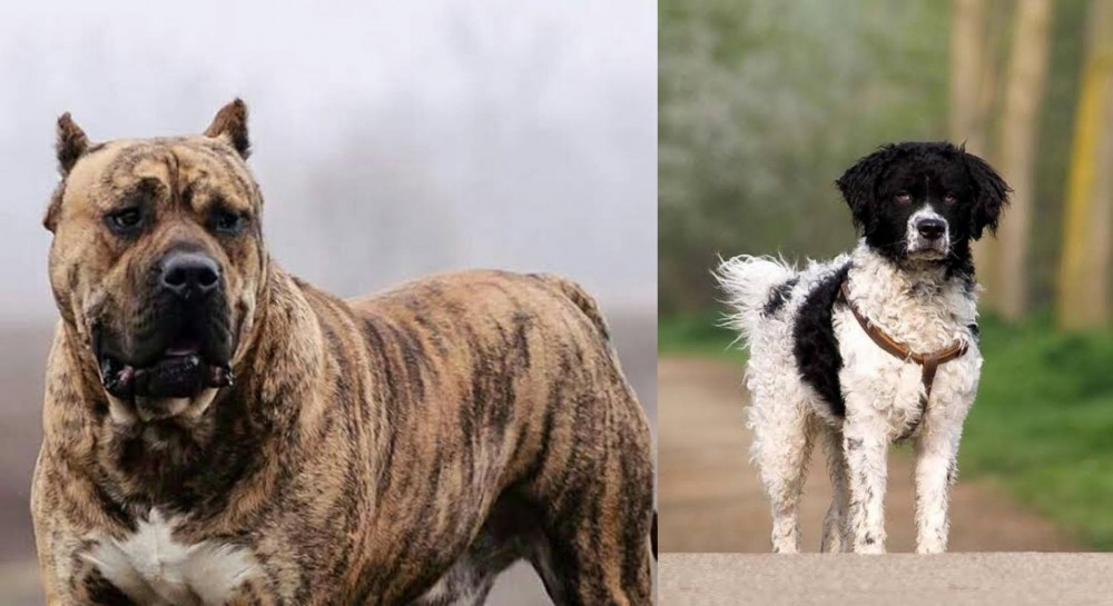 Wetterhoun vs Perro de Presa Canario - Breed Comparison