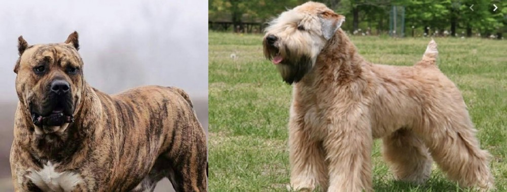 Wheaten Terrier vs Perro de Presa Canario - Breed Comparison