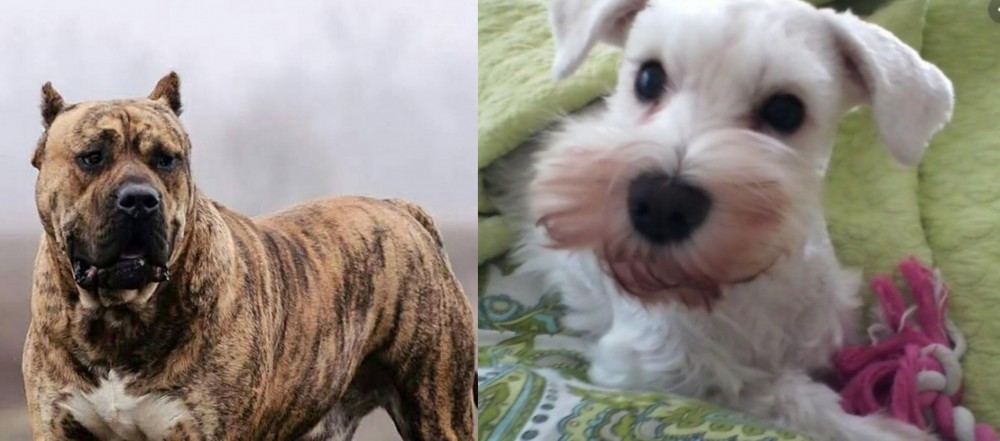 White Schnauzer vs Perro de Presa Canario - Breed Comparison