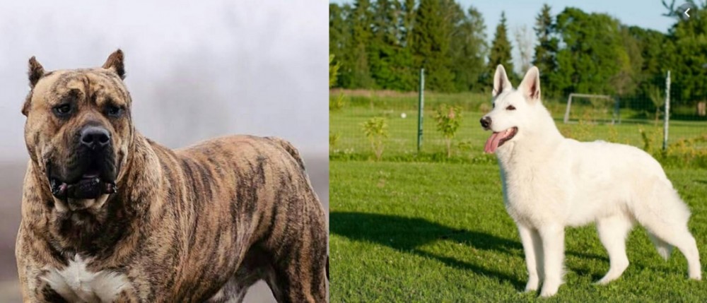 White Shepherd vs Perro de Presa Canario - Breed Comparison