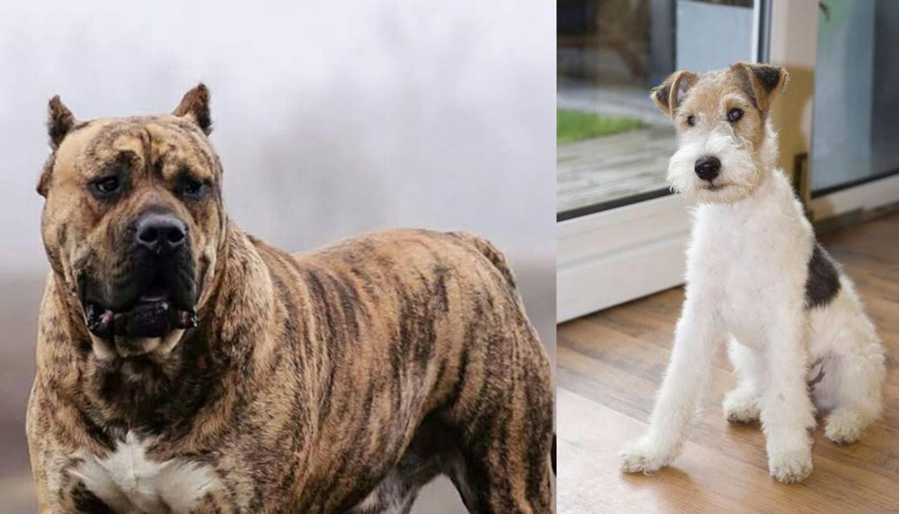 Wire Fox Terrier vs Perro de Presa Canario - Breed Comparison