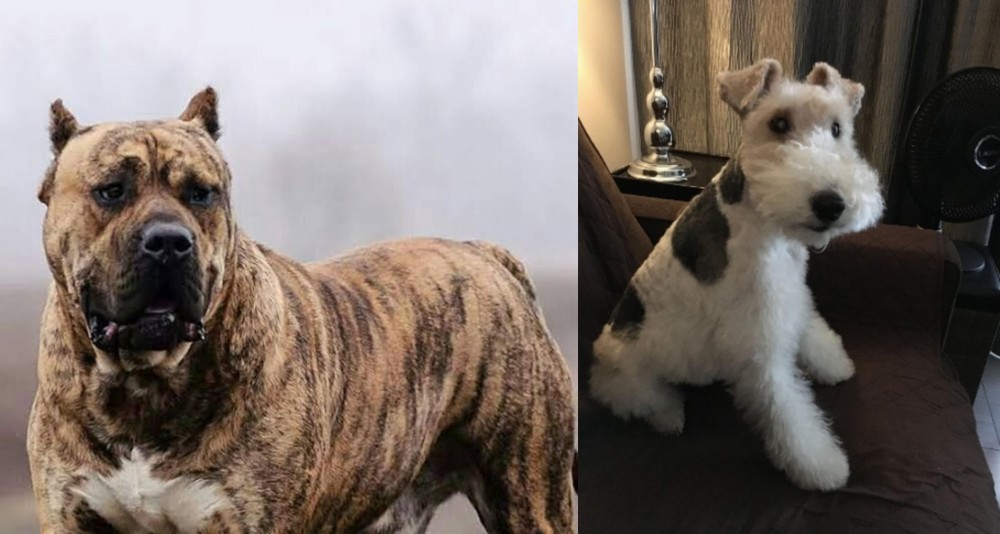 Wire Haired Fox Terrier vs Perro de Presa Canario - Breed Comparison