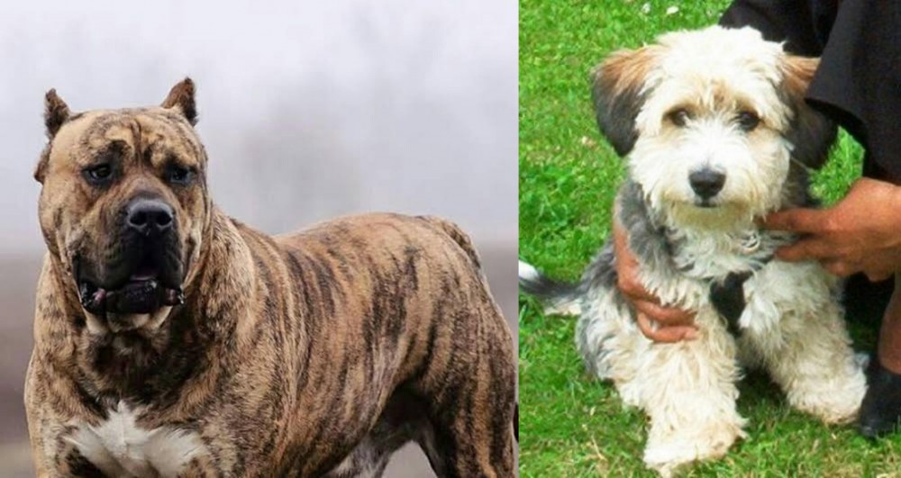 Yo-Chon vs Perro de Presa Canario - Breed Comparison