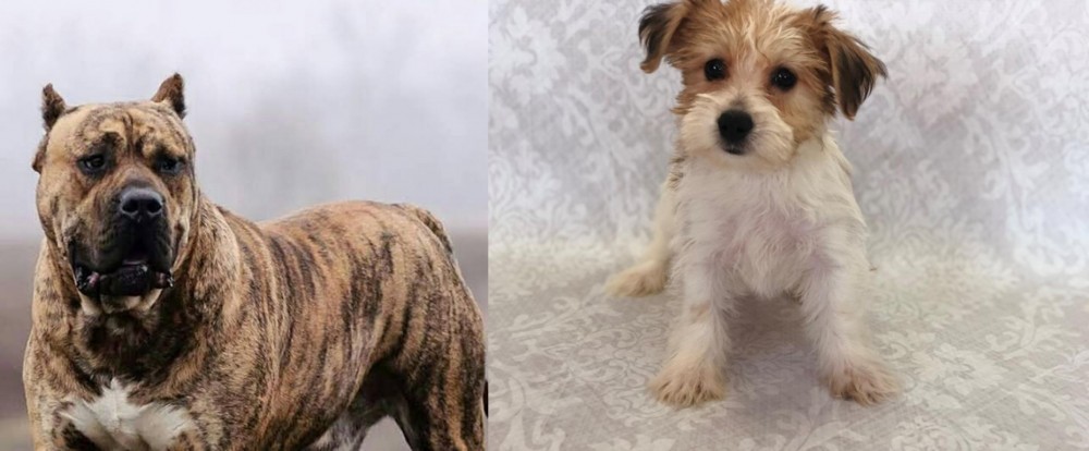 Yochon vs Perro de Presa Canario - Breed Comparison