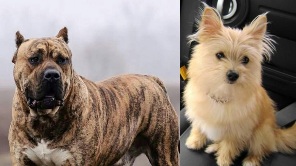 Yoranian vs Perro de Presa Canario - Breed Comparison