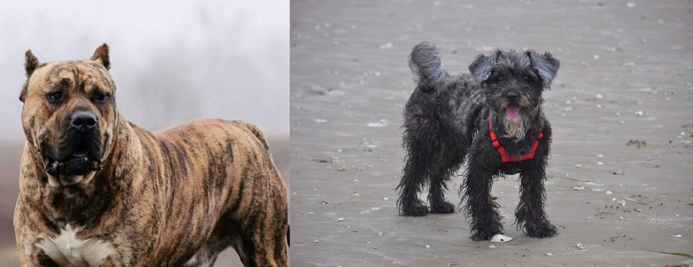 YorkiePoo vs Perro de Presa Canario - Breed Comparison