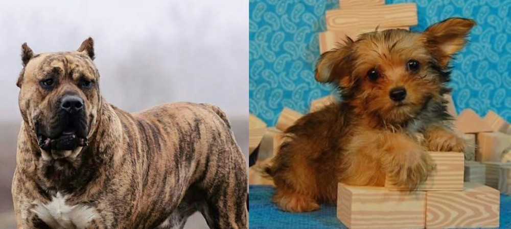 Yorkillon vs Perro de Presa Canario - Breed Comparison