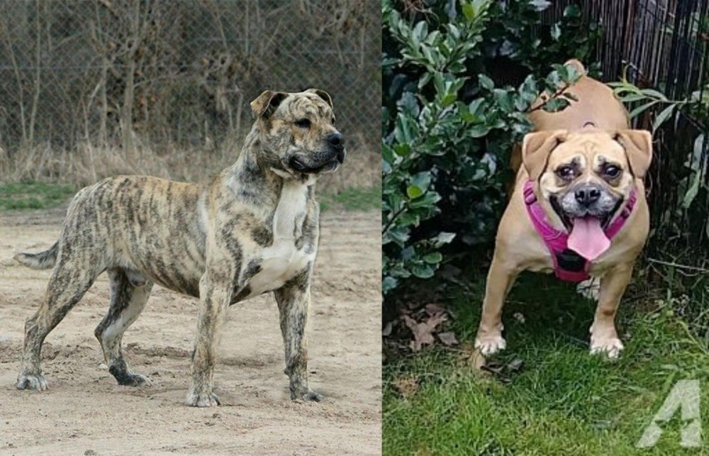Beabull vs Perro de Presa Mallorquin - Breed Comparison