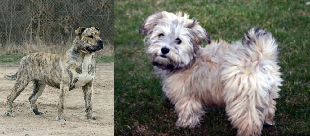 Havapoo vs Perro de Presa Mallorquin - Breed Comparison