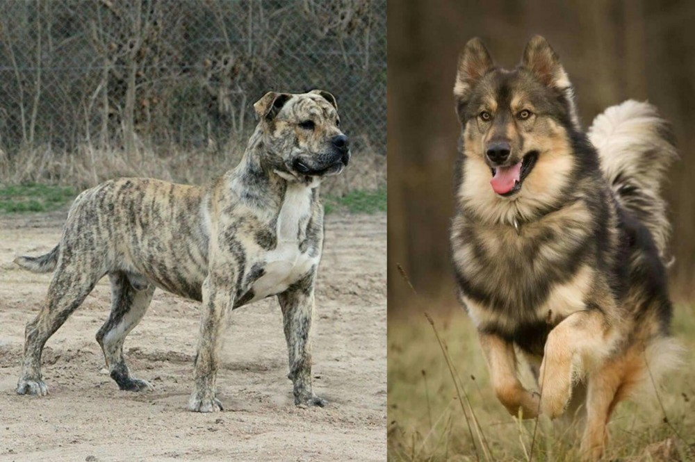 Native American Indian Dog vs Perro de Presa Mallorquin - Breed Comparison