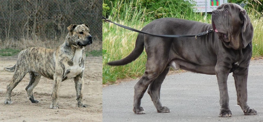 Neapolitan Mastiff vs Perro de Presa Mallorquin - Breed Comparison