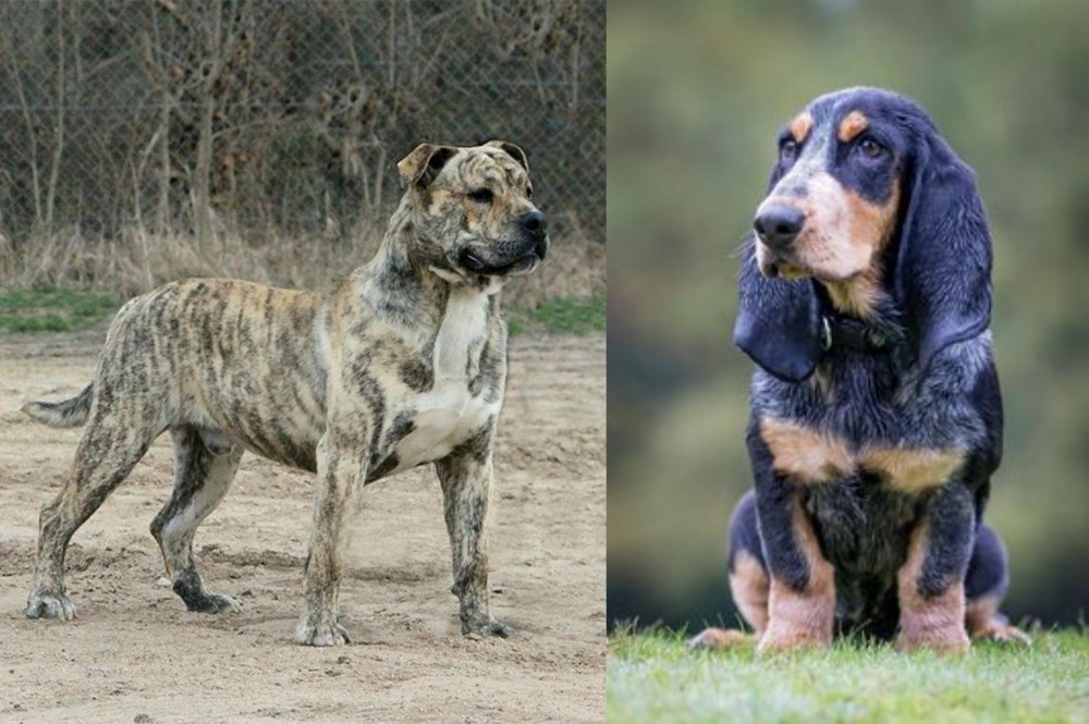 Petit Bleu de Gascogne vs Perro de Presa Mallorquin - Breed Comparison