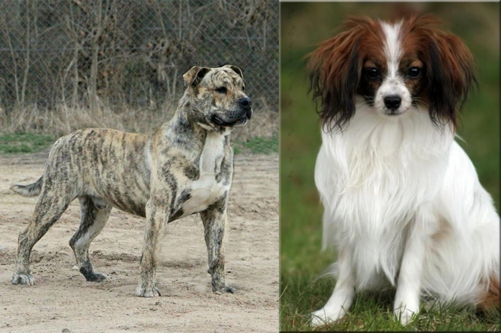 Phalene vs Perro de Presa Mallorquin - Breed Comparison
