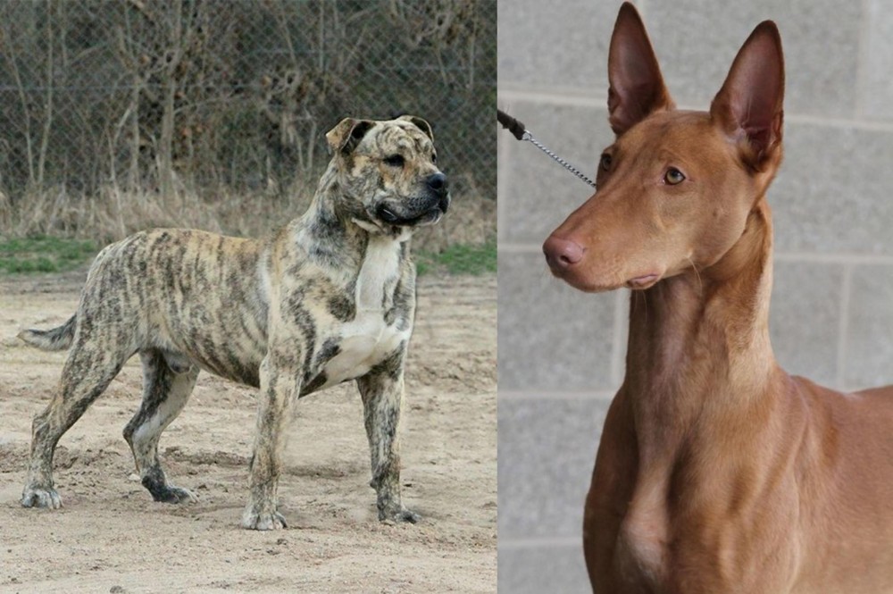 Pharaoh Hound vs Perro de Presa Mallorquin - Breed Comparison