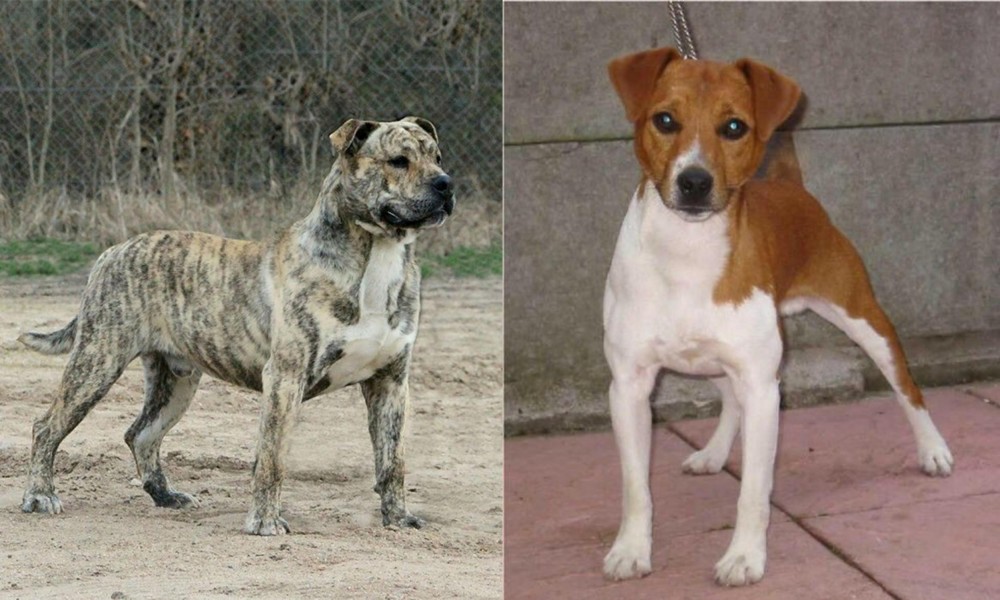 Plummer Terrier vs Perro de Presa Mallorquin - Breed Comparison
