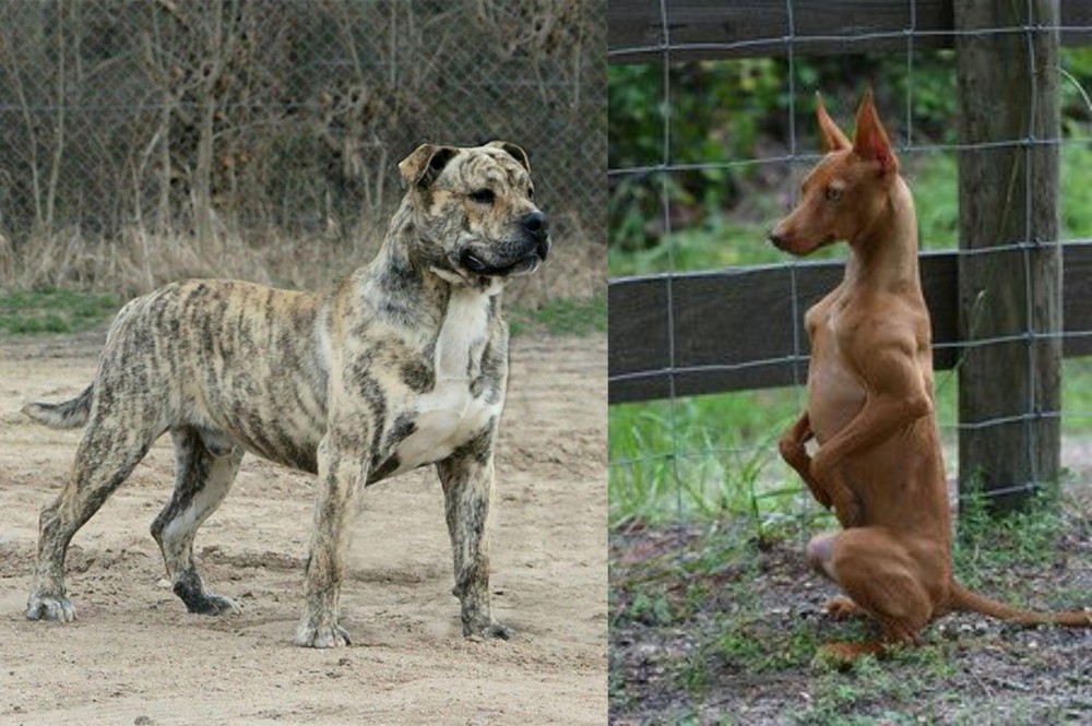 Podenco Andaluz vs Perro de Presa Mallorquin - Breed Comparison